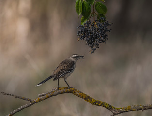 Bay winged Cowbird