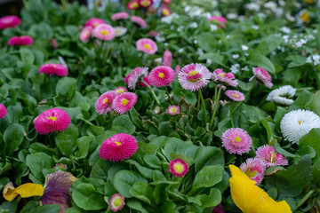 Frühlingsblumen im Beet