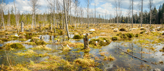 Dwarf pygmies on the bog, swampy area.
