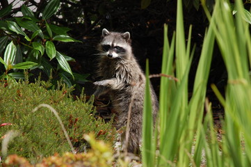 Raccoon in the Garden