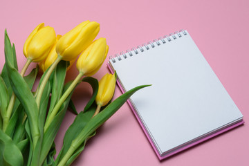 flowers yellow tulips on a pink background with