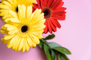 A bouquet of bright flowers on a colored background