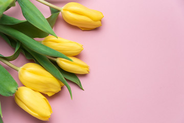 flowers yellow tulips on a pink background with