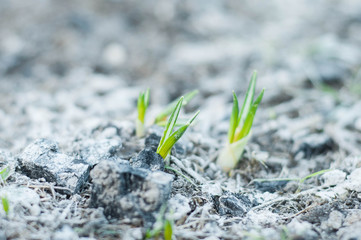Crocus seedlings in spring