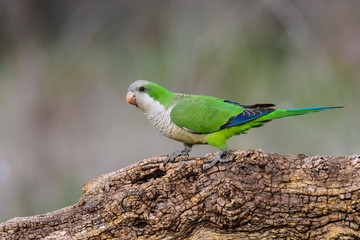 Parakeet,feeding on wild fruits, La Pampa, Patagonia, Argentina