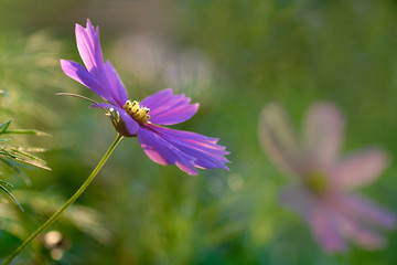 Beautiful pink flower in summer garden on natural blurred background, Blooming cosmos flowers, sun light, selective focus