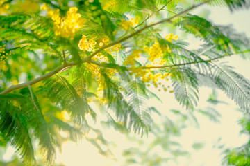 Yellow mimosa blooming tree. Spring blossom concept.