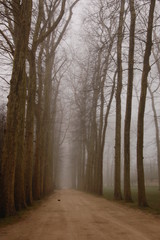 Foggy Foot Path