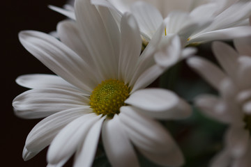 white daisy flower