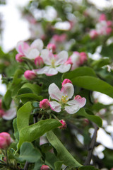 Blooming apple tree in spring time and sky on background. Close up macro shot of pink flowers