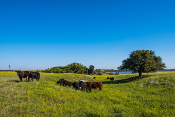 Fototapeta na wymiar Pampas Plain Landscape and cows,Patagonia