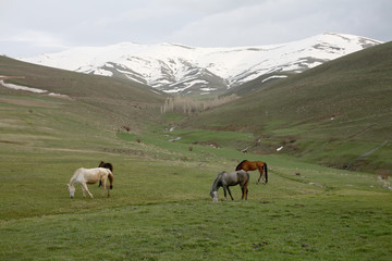 Fototapeta na wymiar herd of horse grazing in mountains
