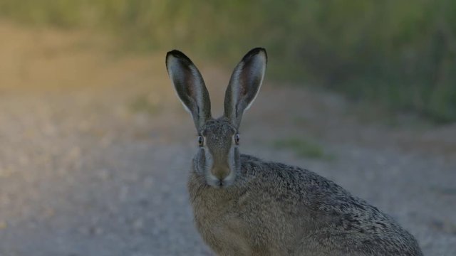 Wild hare running and eating on the road slow motion with big eyes