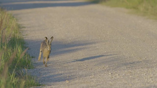Wild hare running and eating on the road slow motion with big eyes
