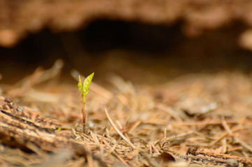 New life, the growth of a young plant in the forest undergrowth.