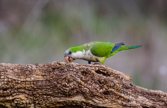 Parakeet,feeding on wild fruits, La Pampa, Patagonia, Argentina