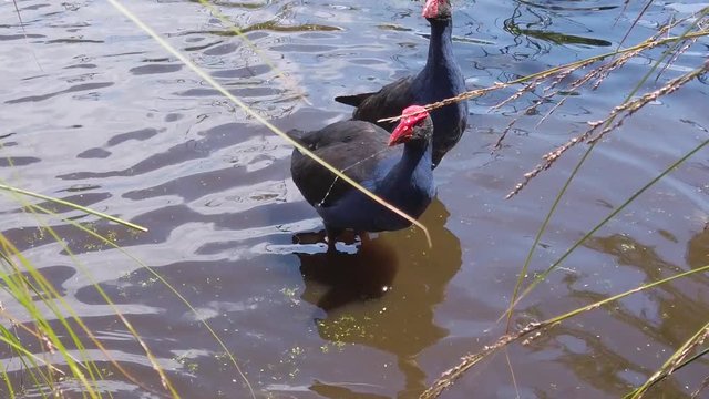 Slow Motion Pukeko, New Zealand