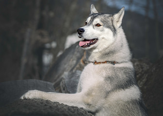 Sibirien Husky