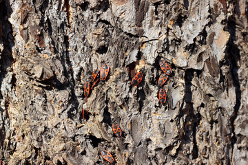 Firebugs pyrrhocoris apterus group on tree bark surface