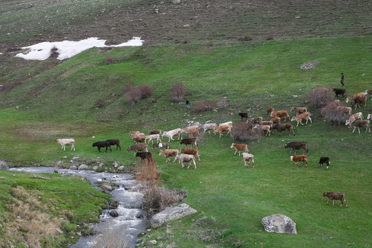 herd of cown grazing in mountains