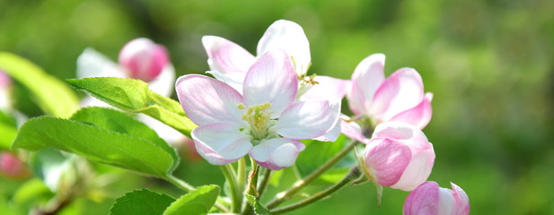 Obraz premium Apfelblüte - Blütezeit in Südtirol
