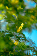 Yellow mimosa blooming tree on background of blue sky. Spring blossom concept.