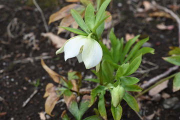lenten hellebore flowers