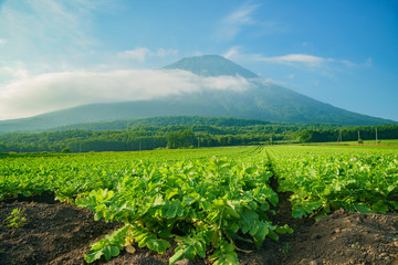 Fototapeta na wymiar The beautiful Mount Yotei with vegtable farm