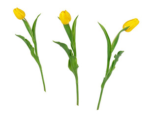 Set of three beautiful vivid yellow tulips on long stems with green leaves isolated on white background. On flower shot from different points. Side and front view.