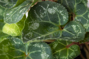 Green leaves of flowers close up.