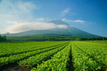 Fototapeta na wymiar The beautiful Mount Yotei with vegtable farm