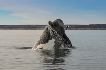 Whale jumping in Peninsula Valdes,, Patagonia, Argentina