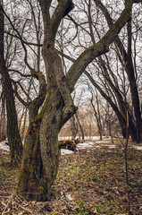 Misty mysterious forest landscape in early spring. Nature of New England, USA
