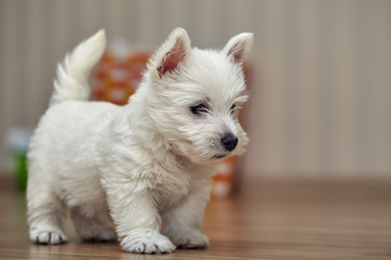 Small West Highland Terrier Puppy on Human Bed