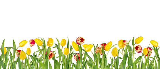 Beautiful vivid red and yellow tulips on long stems with green leaves in seamless border. Isolated...