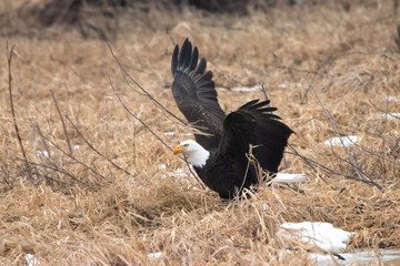 Wings Up