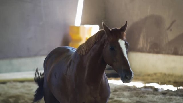 Slow Motion Video of a quiet horse looking sideways on a stable.