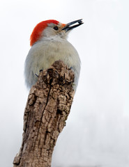 Beautiful photo of a Male Red-bellied Woodpecker (Melanerpes carolinus) holding and eating a sunflower seed on a tree stump.