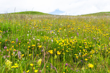 Fototapeta premium Alpe di Siusi, Seiser Alm with Sassolungo Langkofel Dolomite, a yellow flower in a field