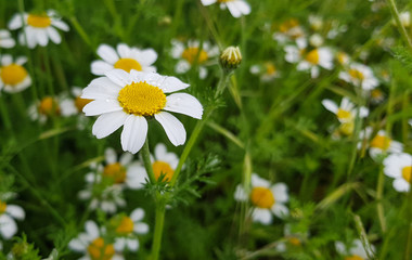 daisy flower detail with its white petals receiving sunlight on a background of green leaves and other daisy flowers