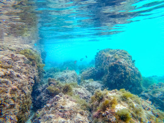 Naklejka na ściany i meble Underwater view of tropical fish in Souffleur beach in Guadeloupe