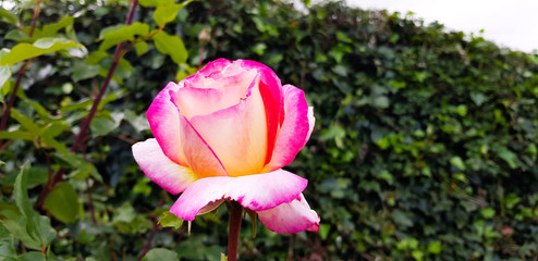 Rose flower on the branch with large varied pink hues.