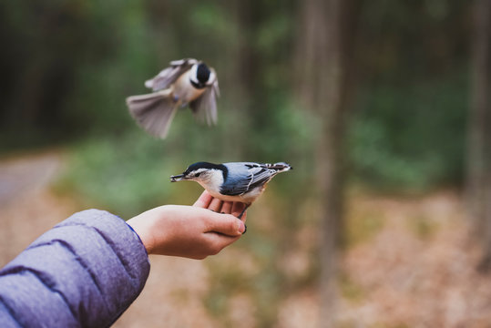 Close up of boy's hand feeding birds in forest