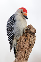 Beautiful photo of a Male Red-bellied Woodpecker (Melanerpes carolinus) holding and eating a sunflower seed on a tree stump.