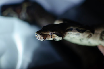 Boa constrictor imperator normal.  Exotic animals in the human environment. Snake on a dark background.