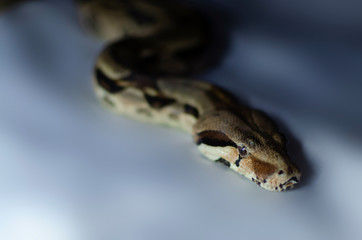 Boa constrictor imperator normal.  Exotic animals in the human environment. Snake on a dark background.