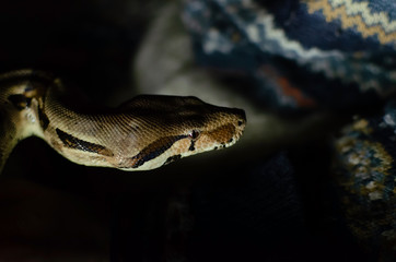 Boa constrictor imperator normal.  Exotic animals in the human environment. Snake on a dark background.