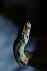 Boa constrictor imperator normal.  Exotic animals in the human environment. Snake on a dark background.
