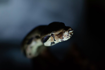 Boa constrictor imperator normal.  Exotic animals in the human environment. Snake on a dark background.