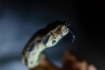 Boa constrictor imperator normal.  Exotic animals in the human environment. Snake on a dark background.